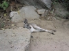 kangaroo Nowra park (2).jpg